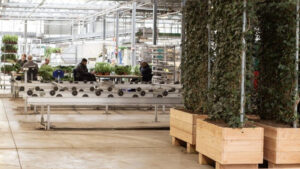 Plantenbak op maat laten maken voor uw haag of groen bouwhek